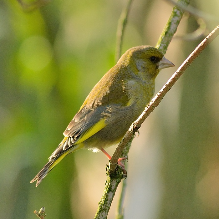 Zangvogels Groenling